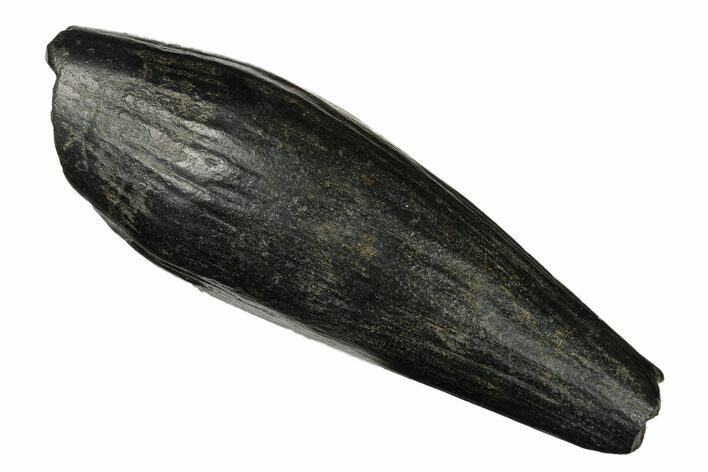 Fossil Sperm Whale (Scaldicetus) Tooth - South Carolina #176125